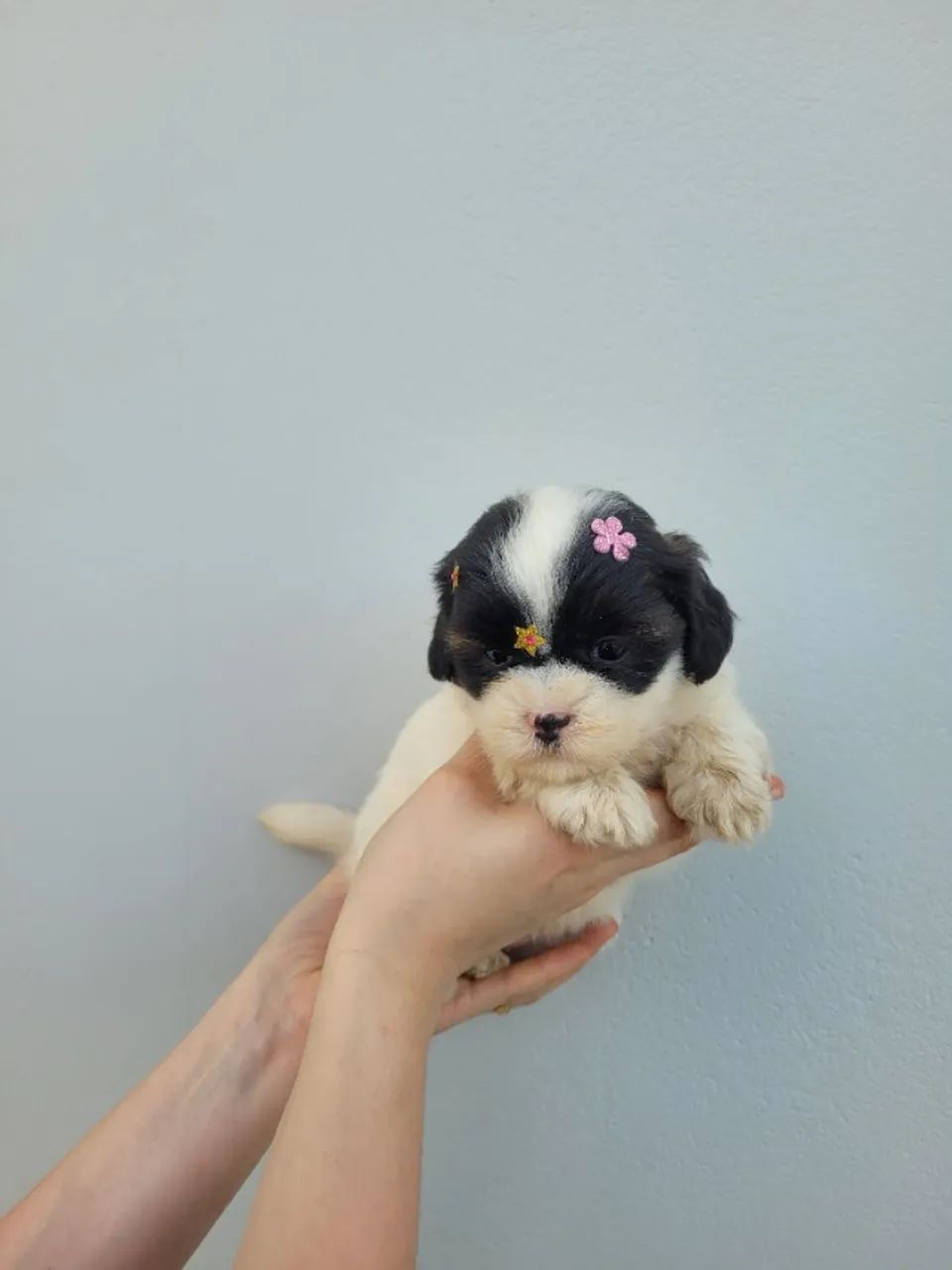 Lhasa-apso macho e fêmea, porte bem pequeno! Pais com pedigree, entrego/ parcelo 12x - Foto 4
