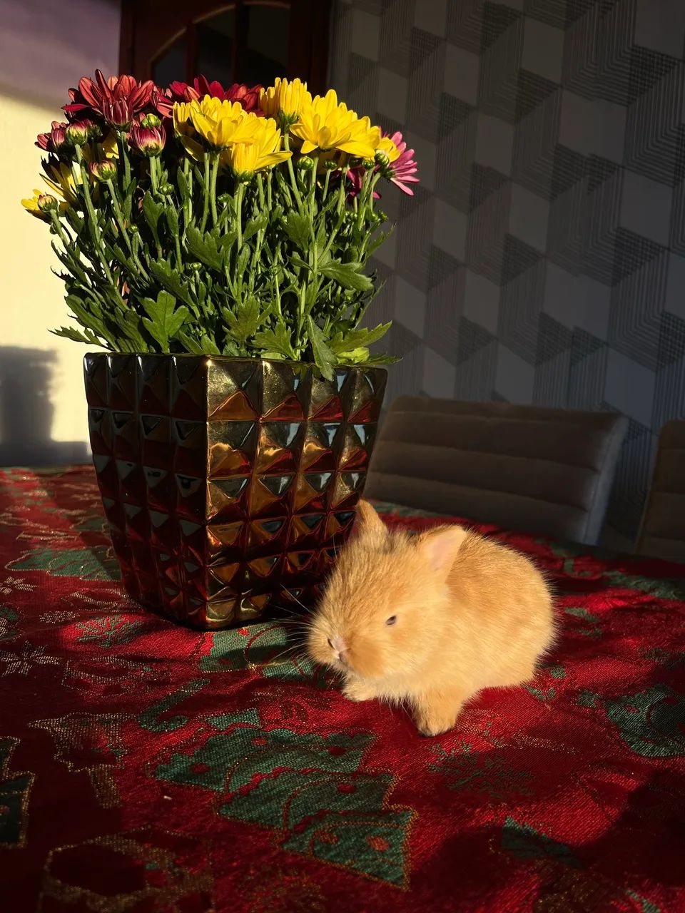 Vendo filhote fêmea | Mini Lion Coelho