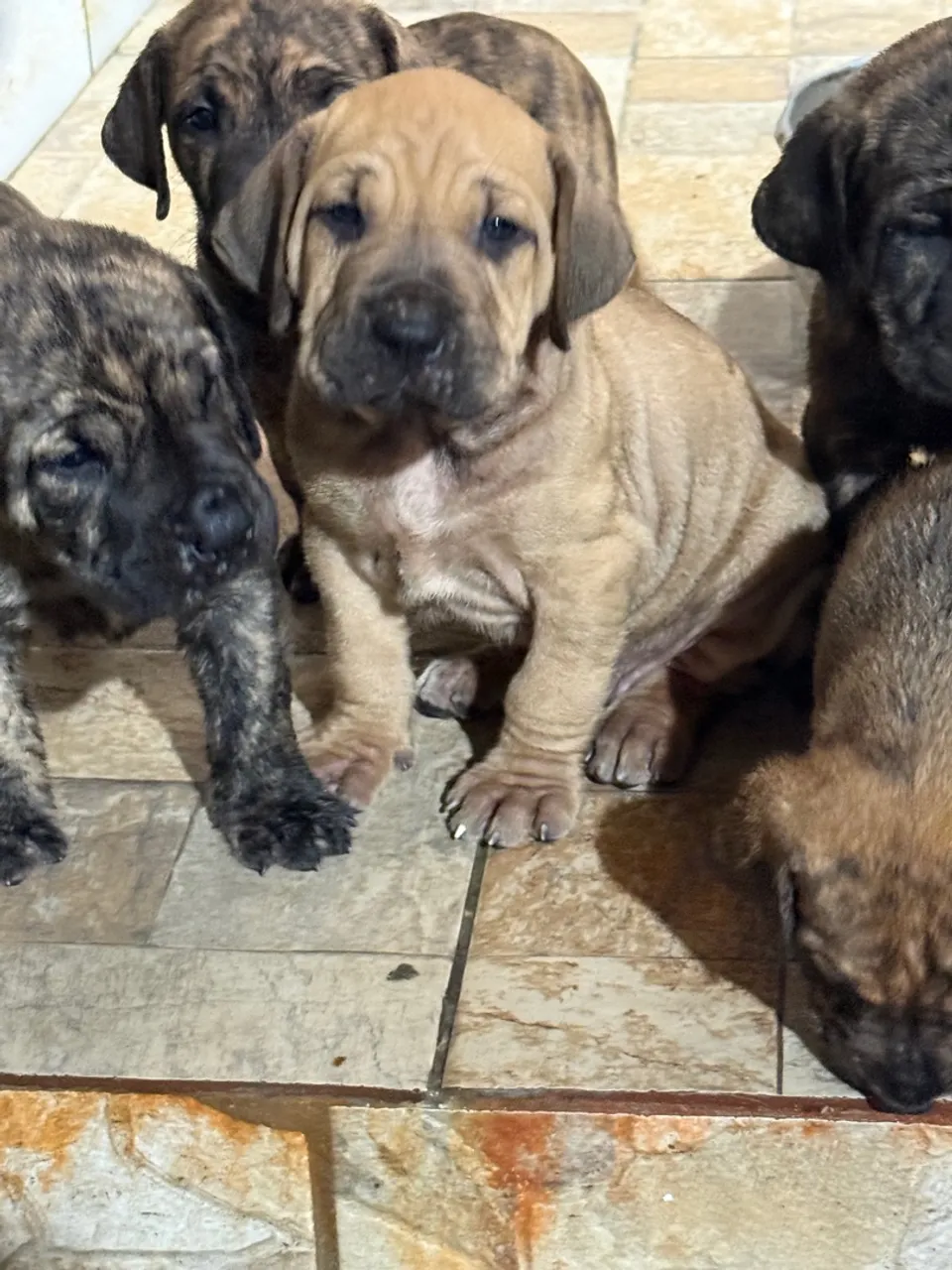Filhotes de Fila Brasileiro disponíveis com 30 dias