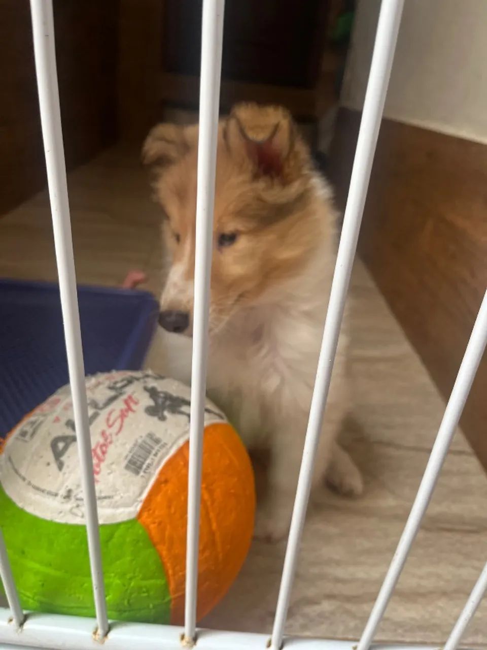 Filhote Rough Collie - Foto 3