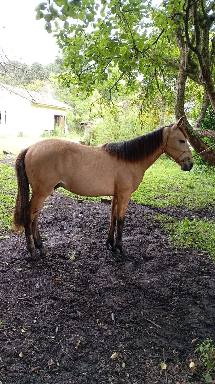 POTRO DE 1 ANO E 3 MÊSES À VENDA - Foto 2