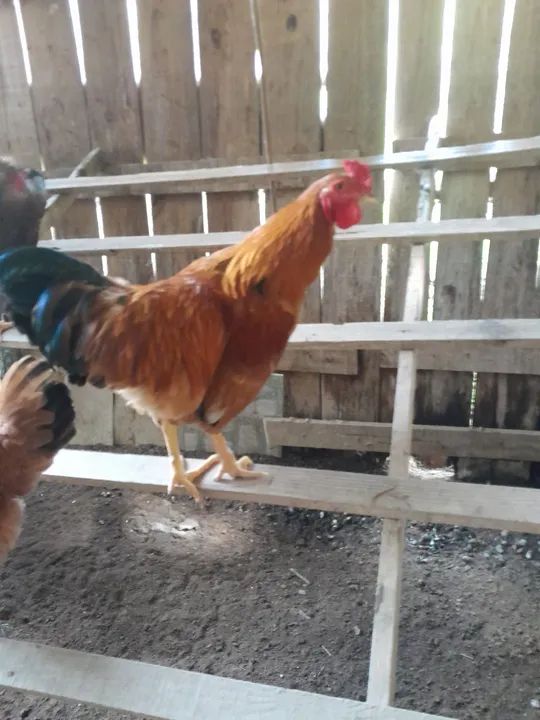 Galos caipiras - Foto 6