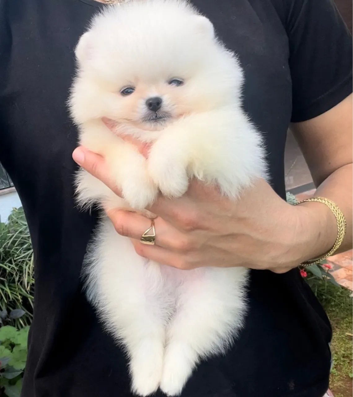 Filhote de Pomerania machos promocional apartir de 1.500 máximo 3.500