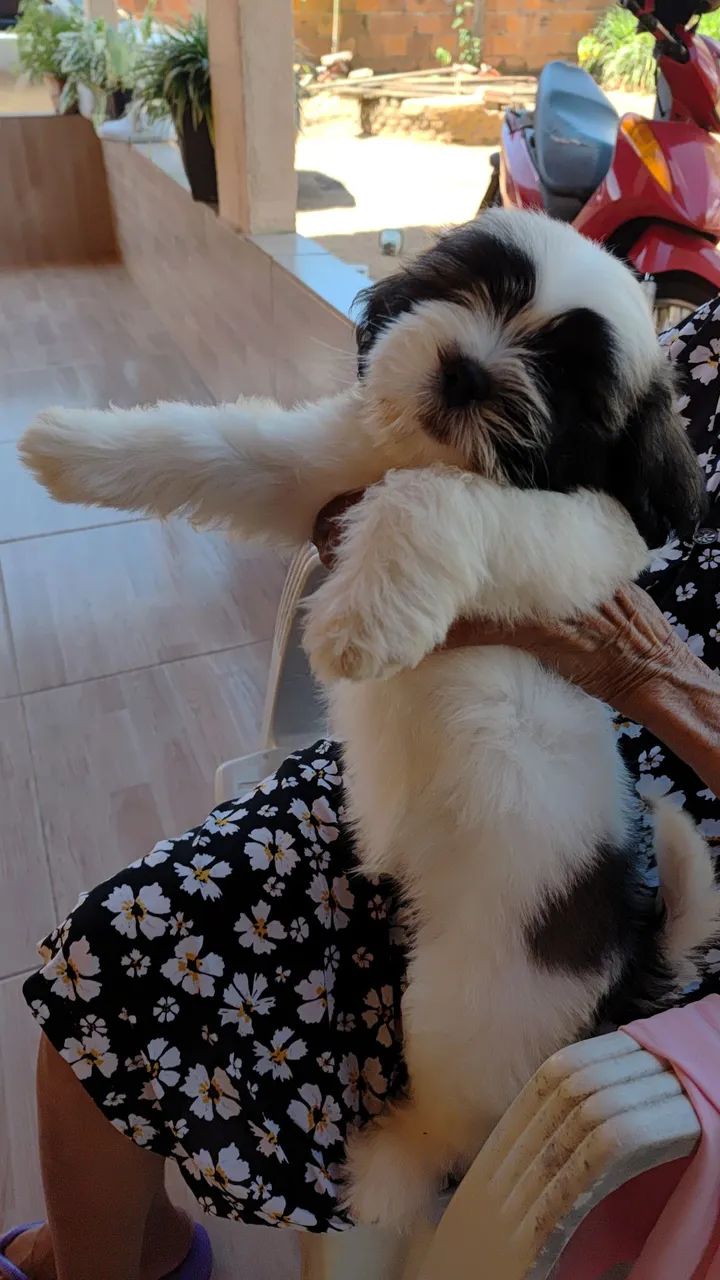 Shih Tzu Filhote  - Foto 5