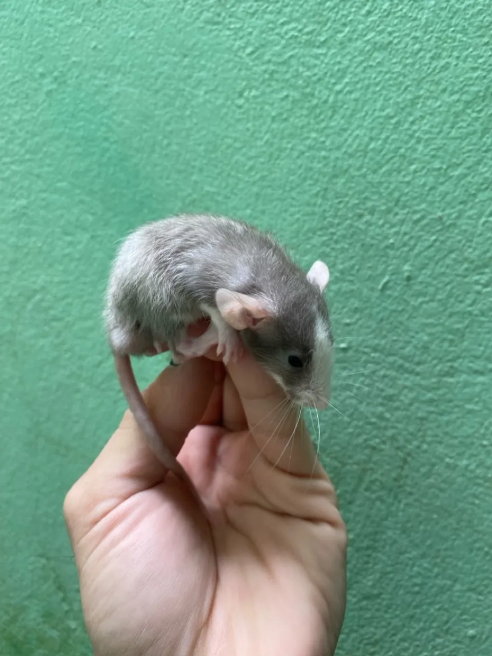 Rato Twister Dumbo - padrão PET -cores