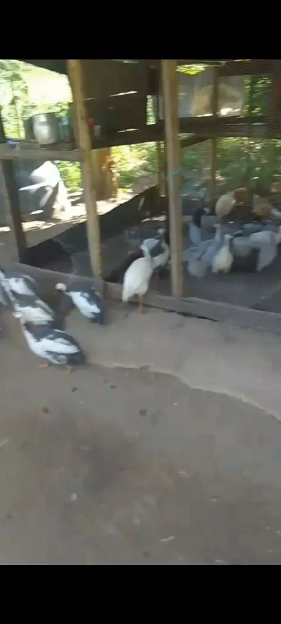 Galinhas d'Angola - Foto 3