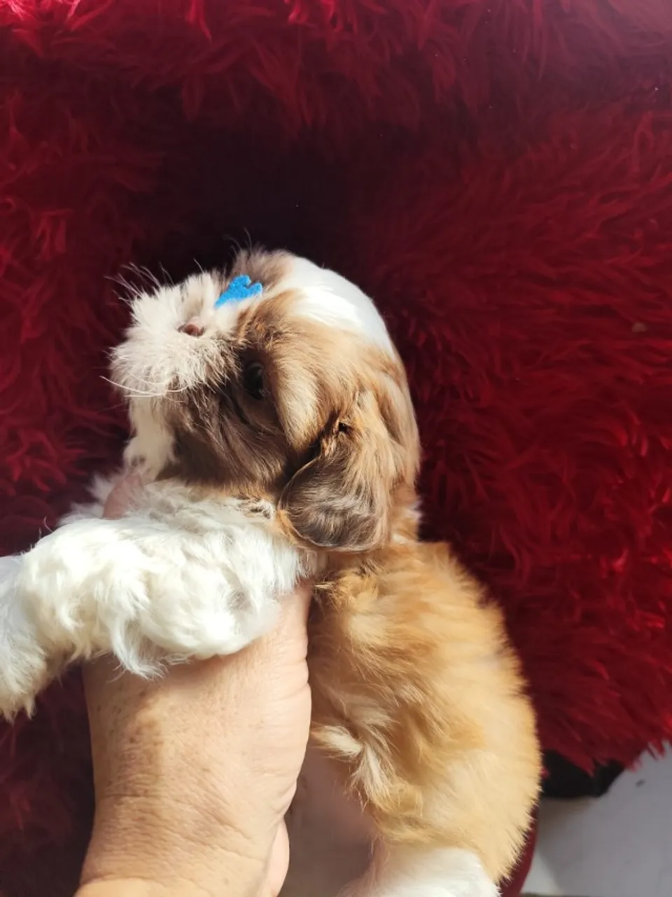 Machinhos shih tzu