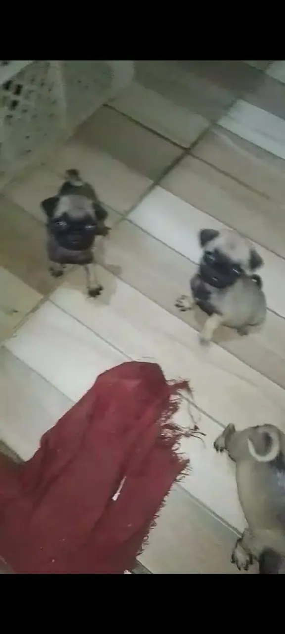 Filhotes fêmea micro raça pug