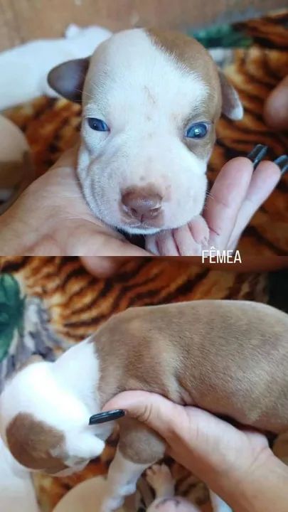 Vendo filhotes de Pitbull puro  - Foto 5