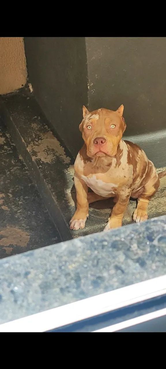 Pitbull PitMonster  - Foto 4