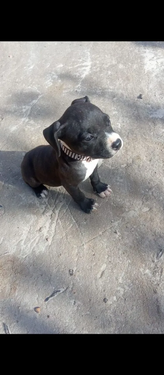 Filhote Pitbull fêmeas