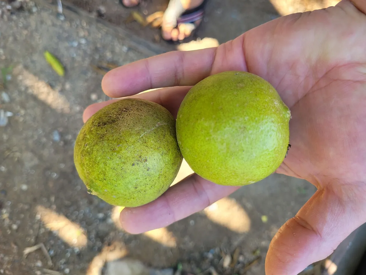 Pacote com Limão taiti orgânico