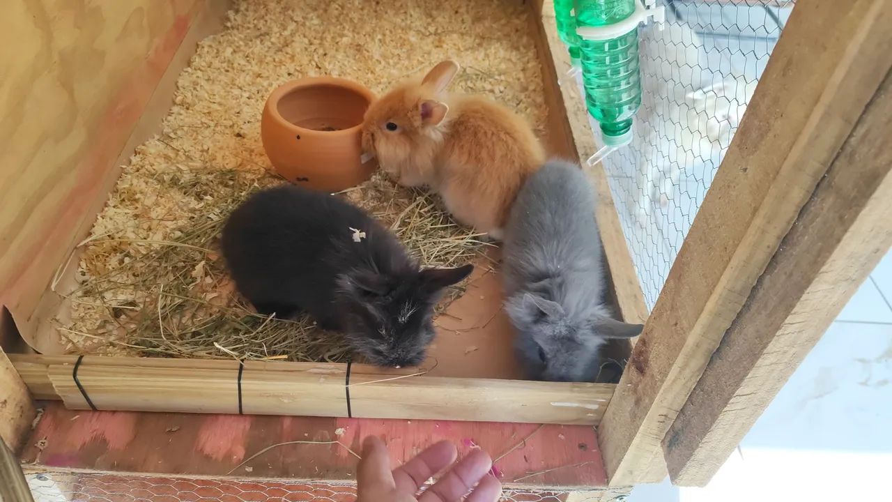 Viveiro madeira64169319717506124