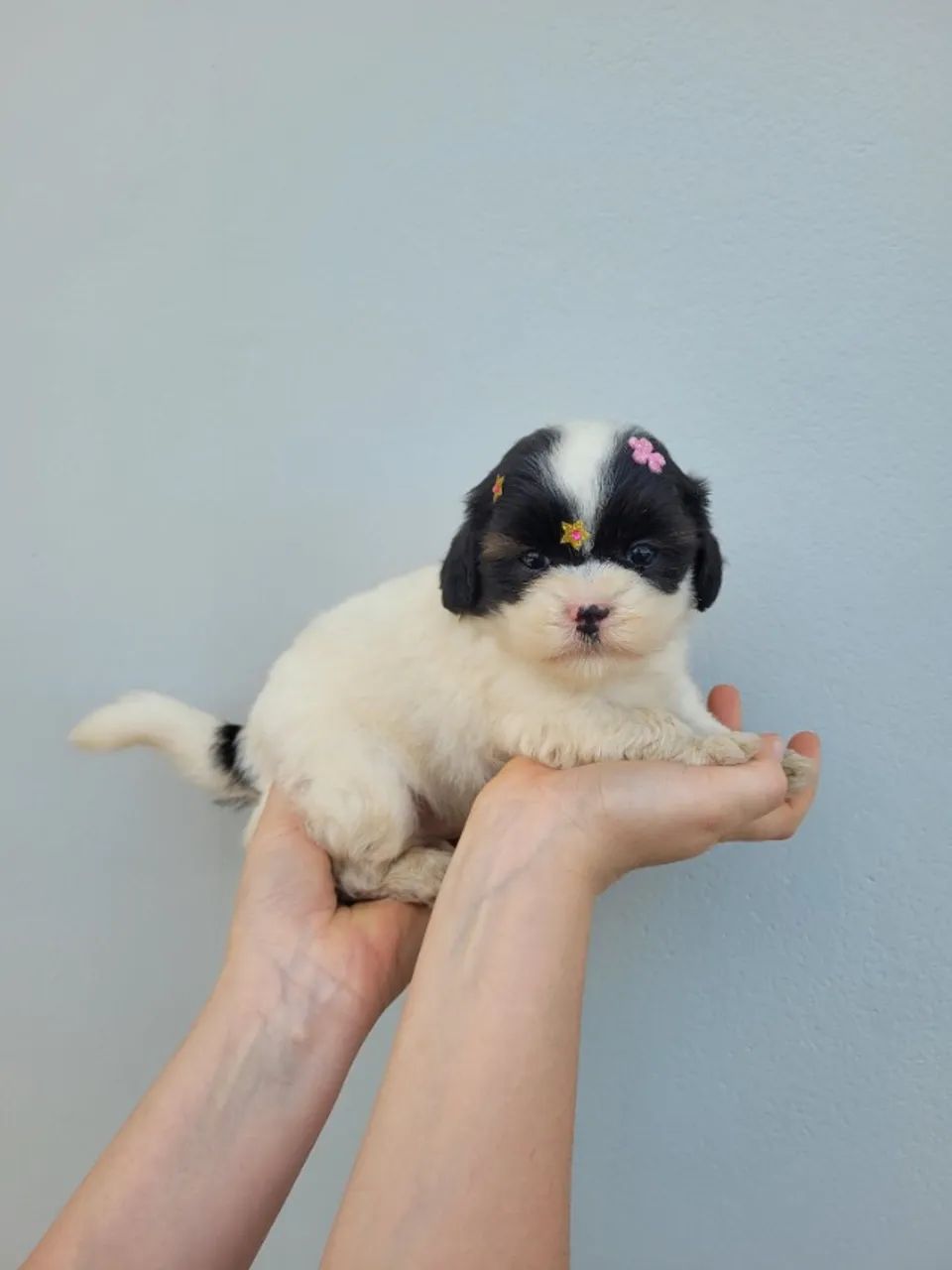 Lhasa-apso macho e fêmea, porte bem pequeno! Pais com pedigree, entrego/ parcelo 12x