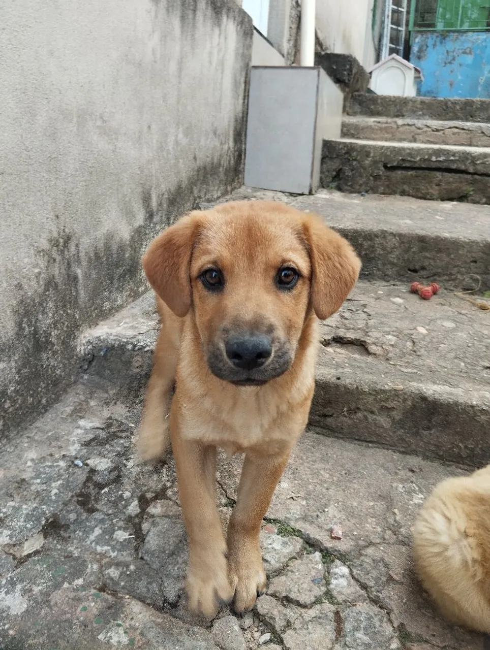 Filhote de cachorro adorável