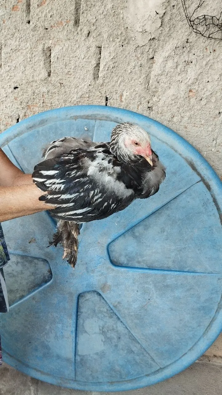Frango Brahma dark 