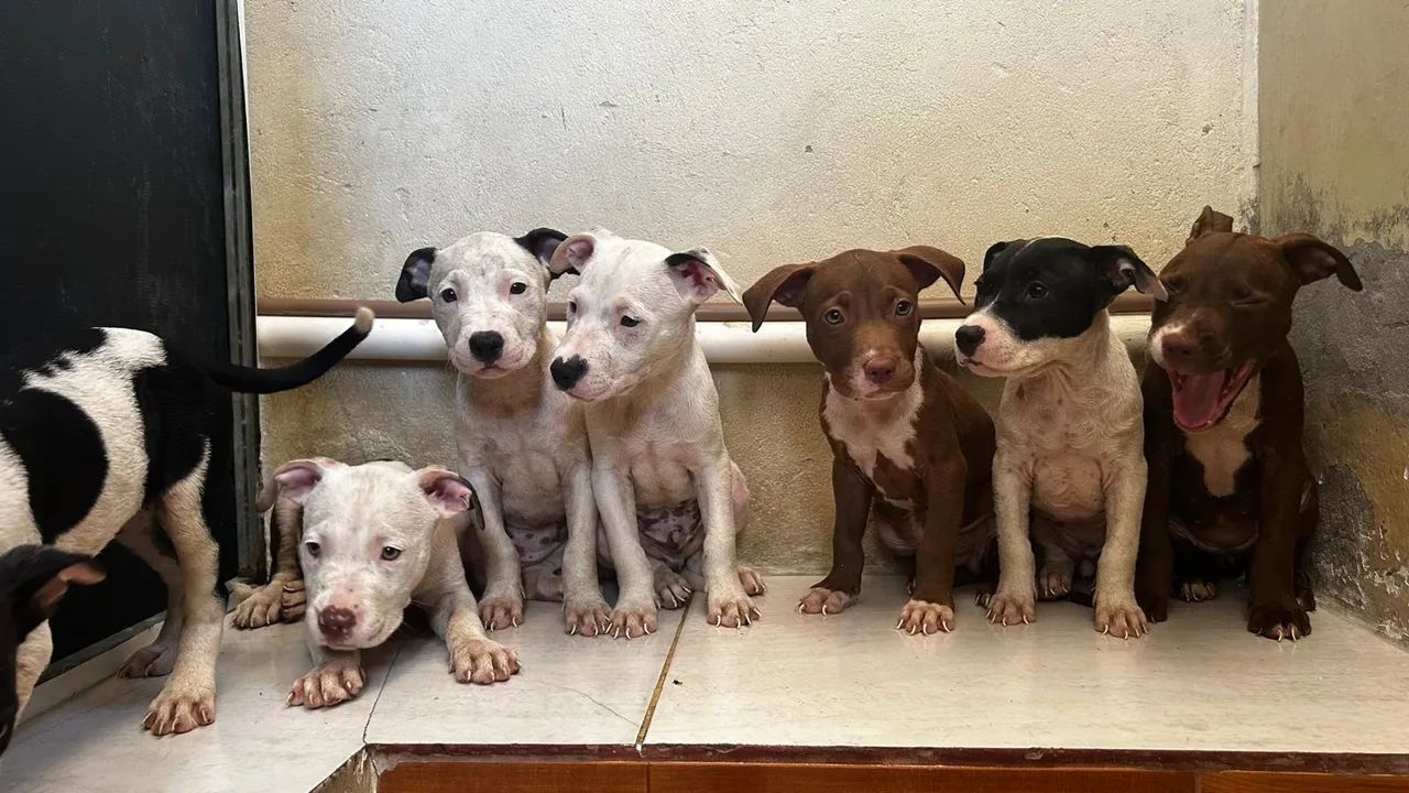 Filhotes De Pitbull Red Nose 