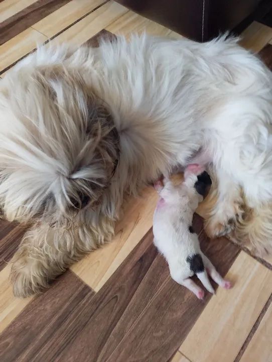 Filhote de Shitzu macho 