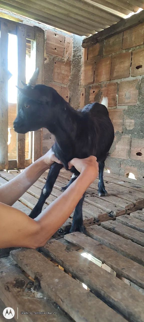 Mini cabras - Foto 2