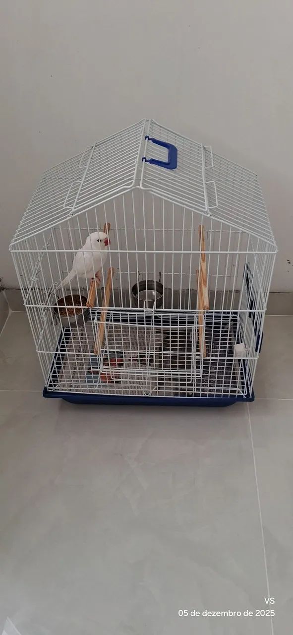 Acessórios Pet - Foto 2