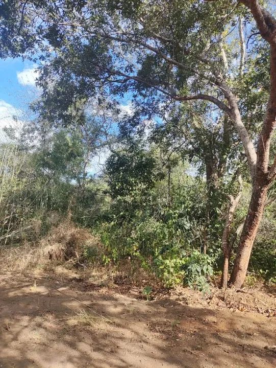 Fazenda em Loreto-MA 1957 ha Um Paraíso Agrícola à Espera de Novos Horizontes - Foto 5