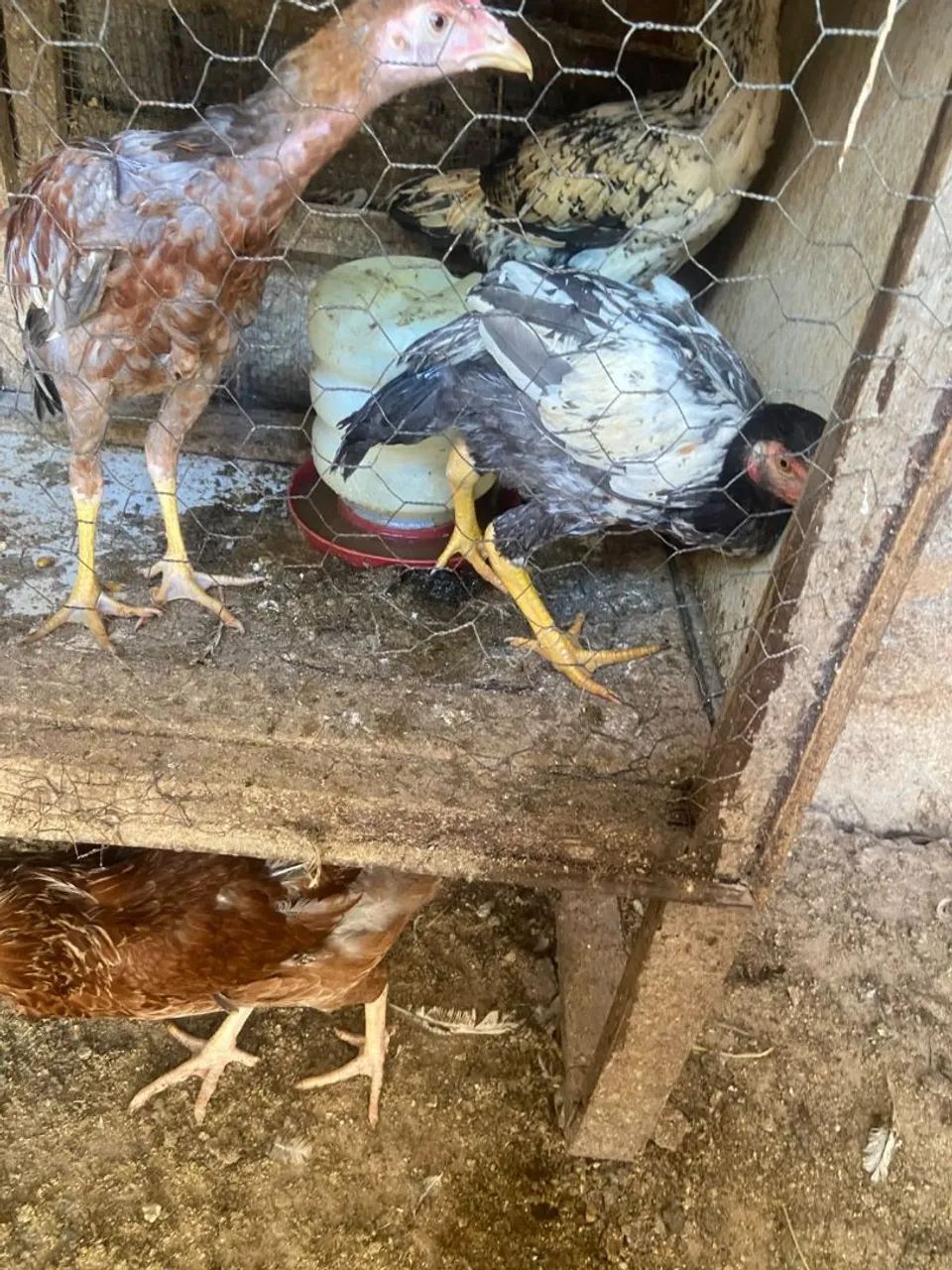 Frango caipira  - Foto 2