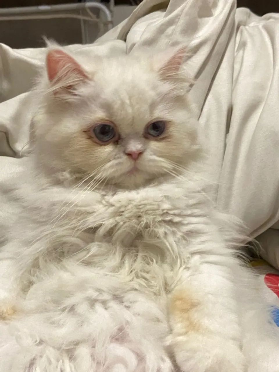 Filhotes Persas !! Filhote Premium - Pais com Pedigree!!  - Foto 2