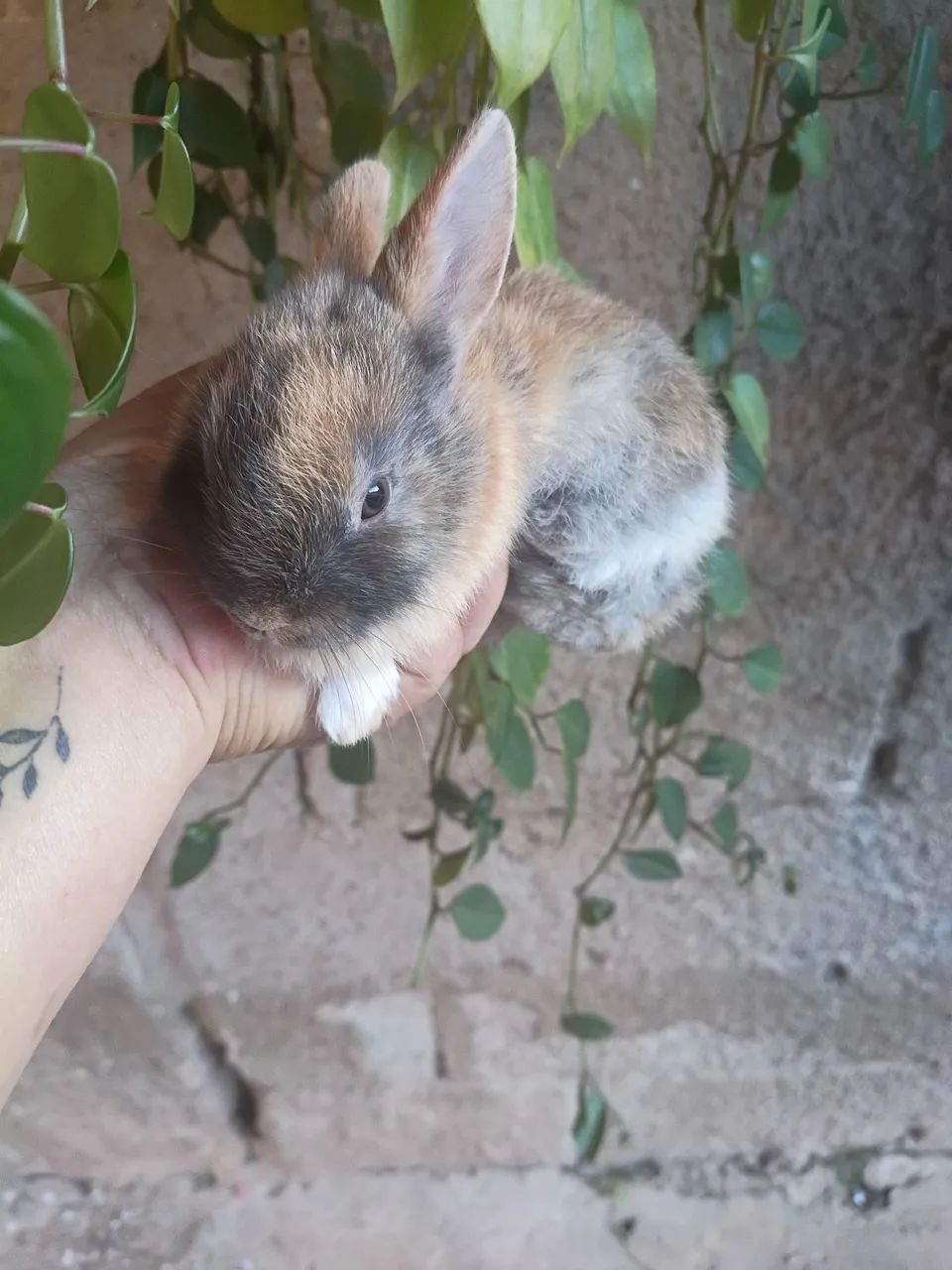 Mine coelhinho  - Foto 2