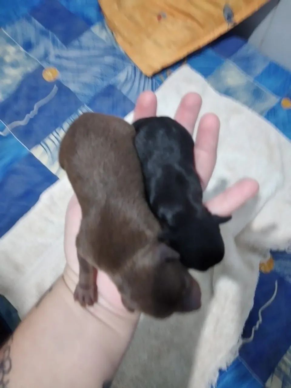 Pinscher  - Foto 4