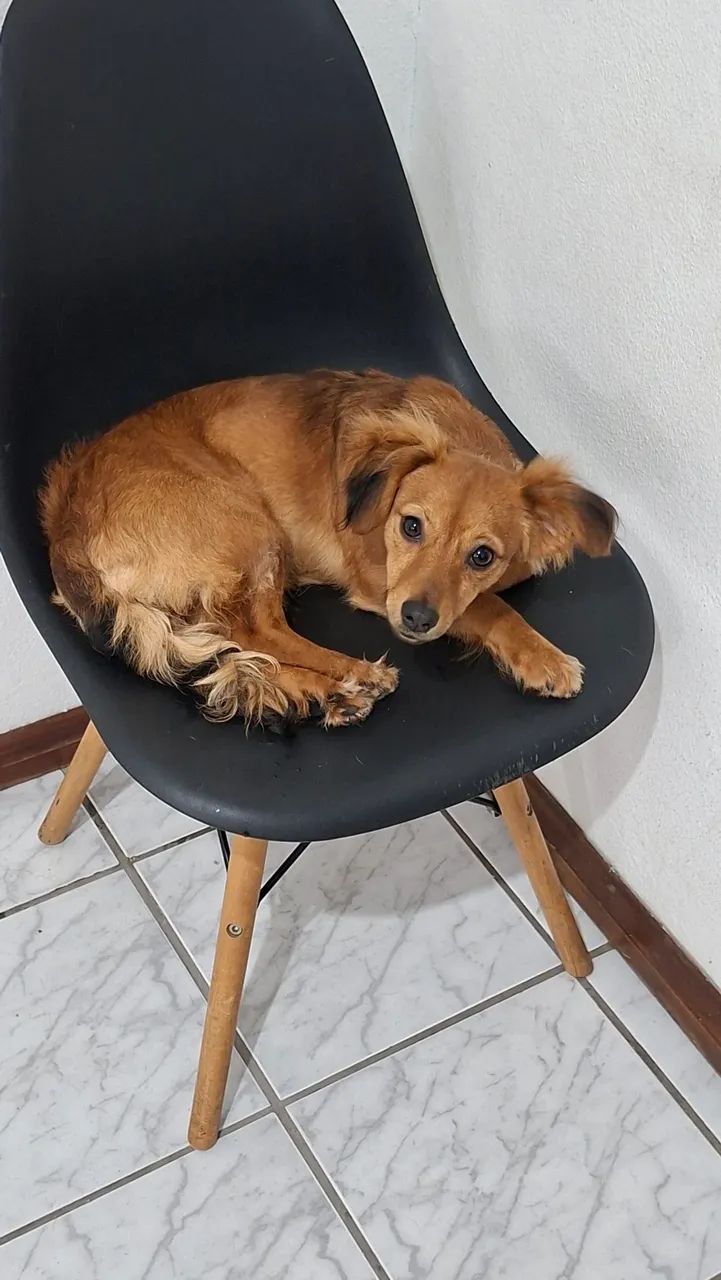 Doação da luna  - Foto 2