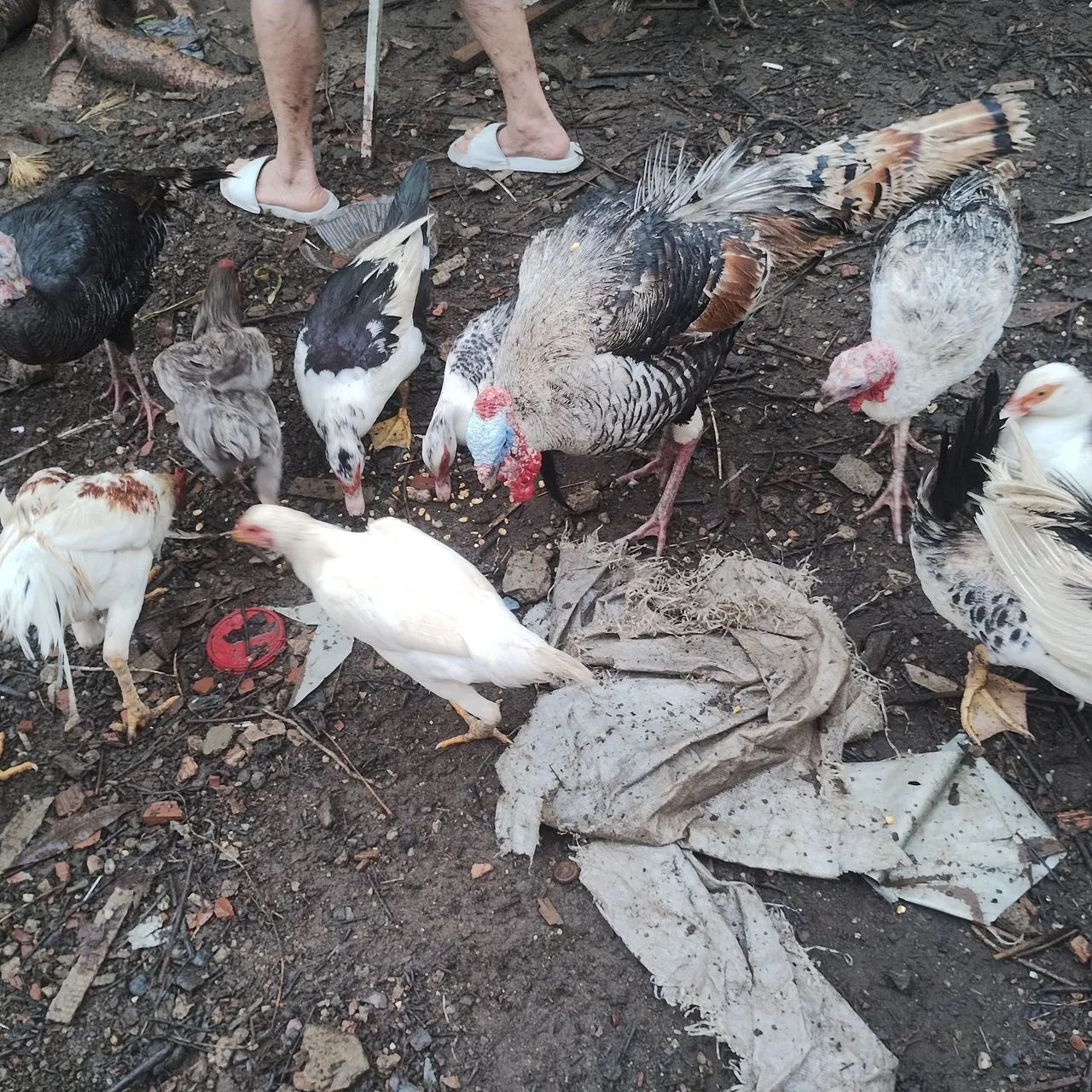 Patas - Foto 2