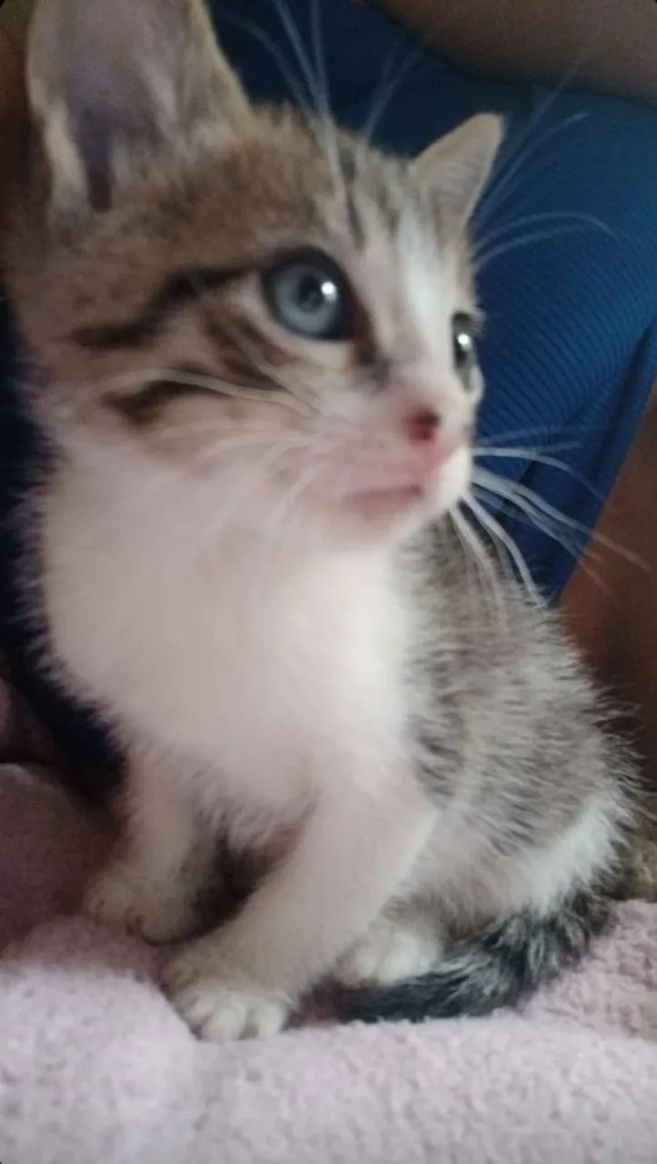 gatinhos pra adoção  - Foto 3