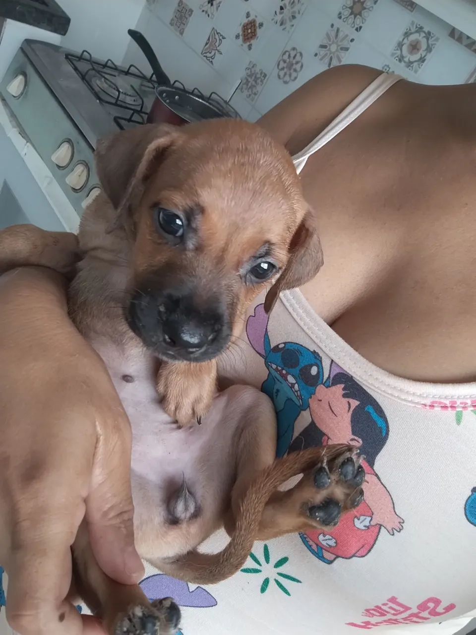 Cachorro 