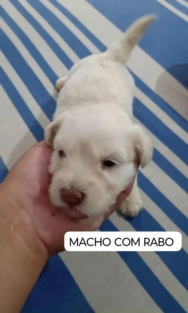 Poodle 300 - Foto 2
