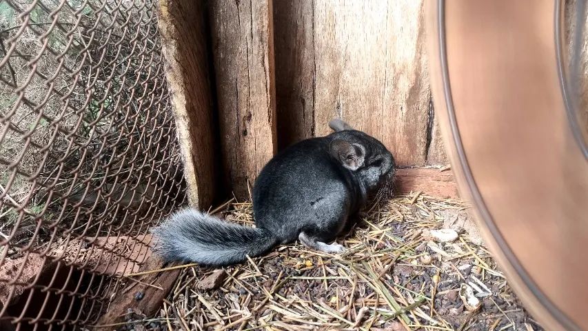 Chinchila  - Foto 4
