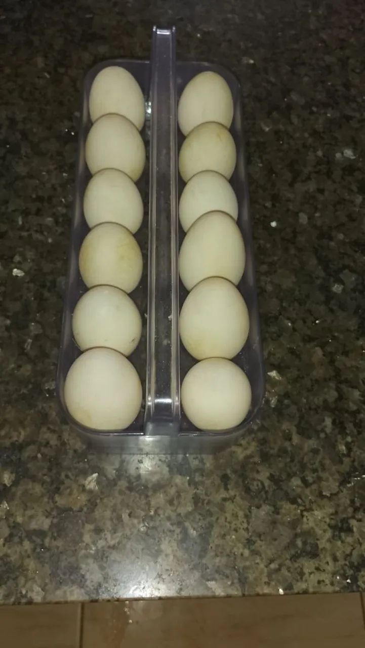 OVOS DE PATA