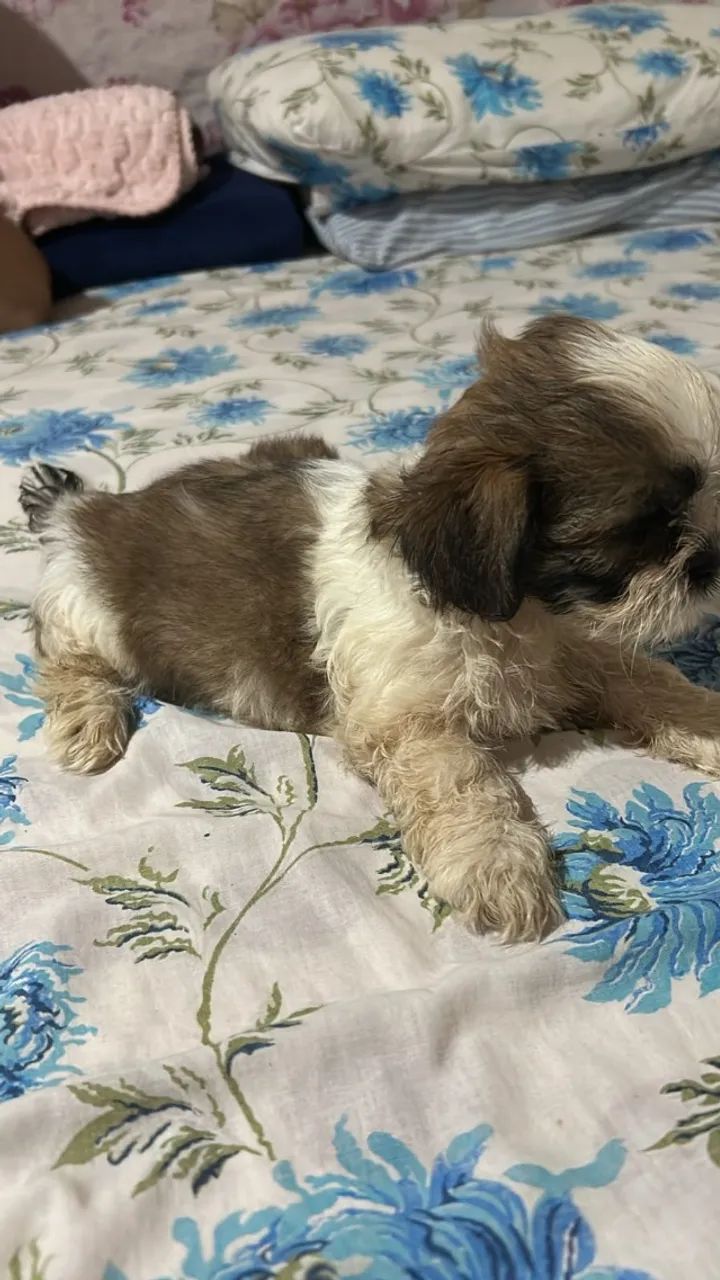 Cachorro  Shitzu  - Foto 3