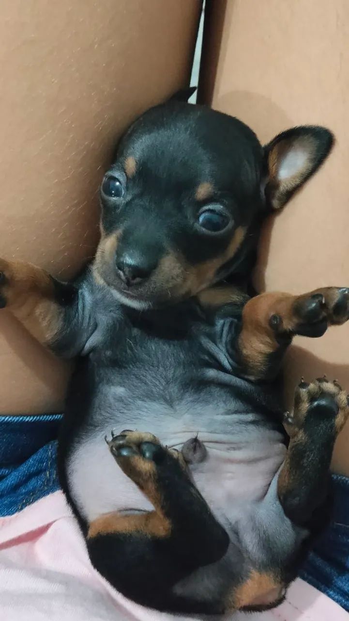 Animais - Foto 2