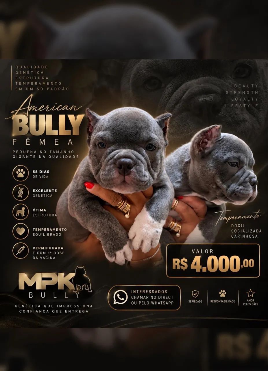 American Bully Micro  - Foto 4