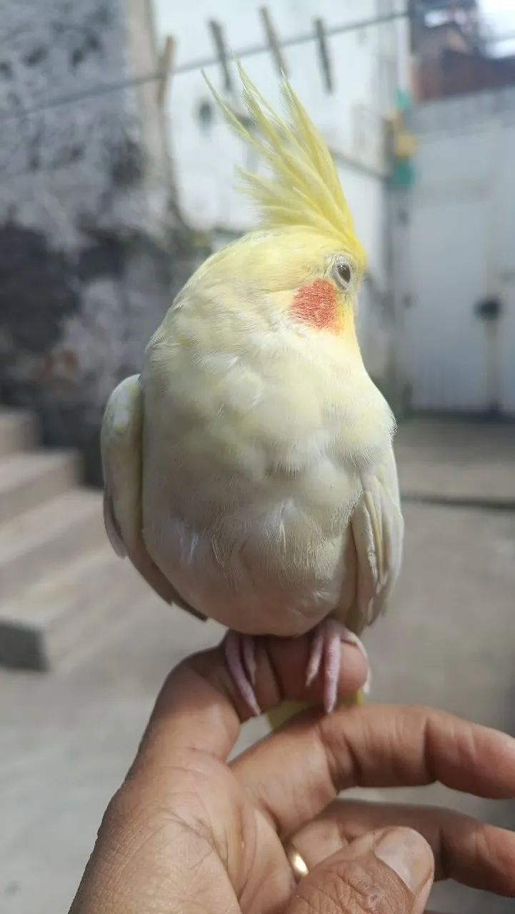 Pet lutina olhos vermelhos  - Foto 3