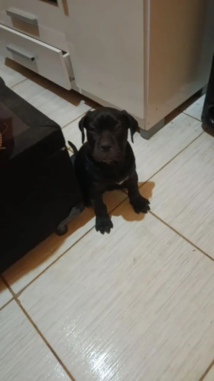 Filhote raça cane corso