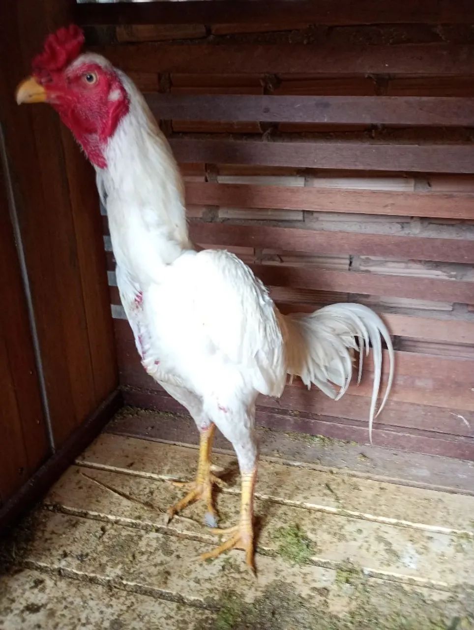 Galos e galinhas - Foto 2