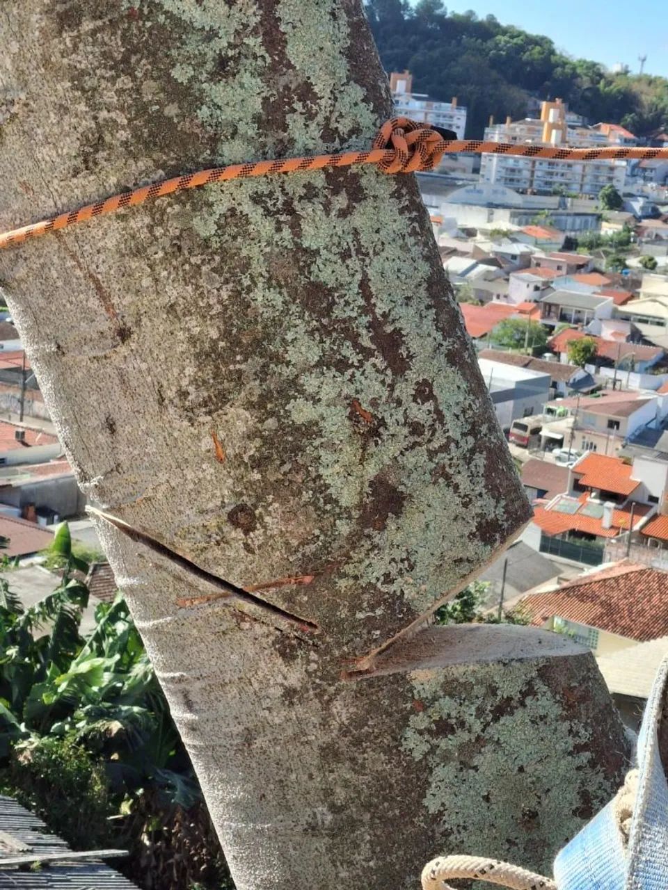 Poda em árvores retirada de material * 
