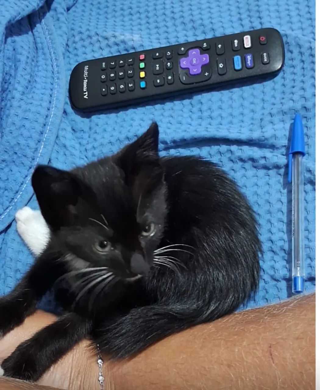 Gato macho filhote um mês - Foto 4