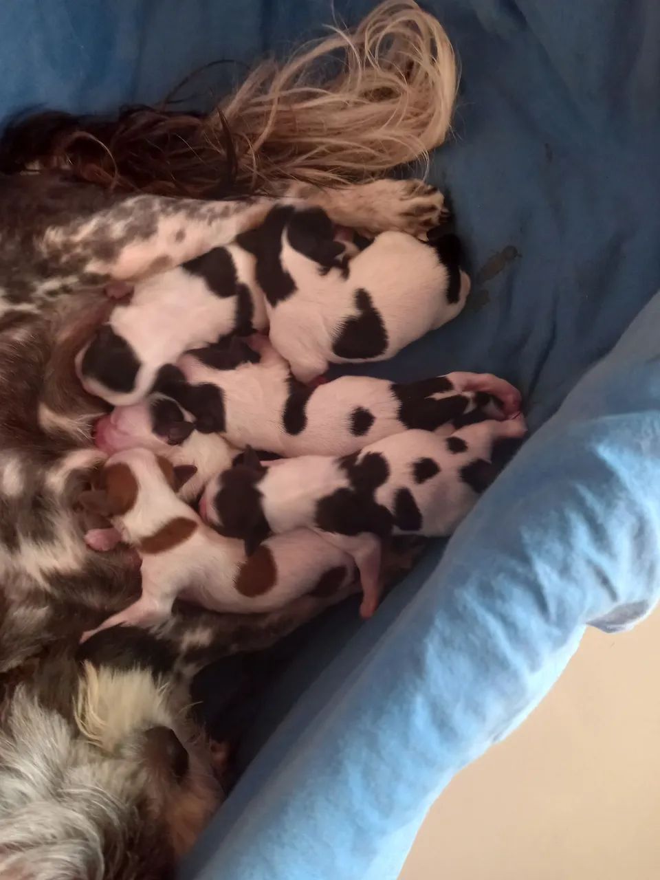Cachorrinhos  - Foto 3