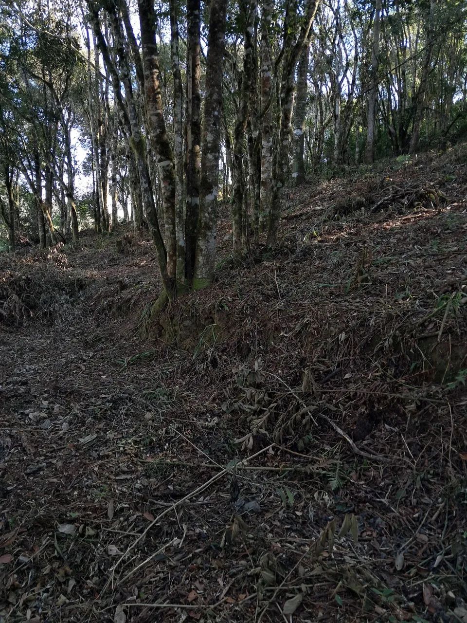 Roçada curitiba e regiao - Foto 4