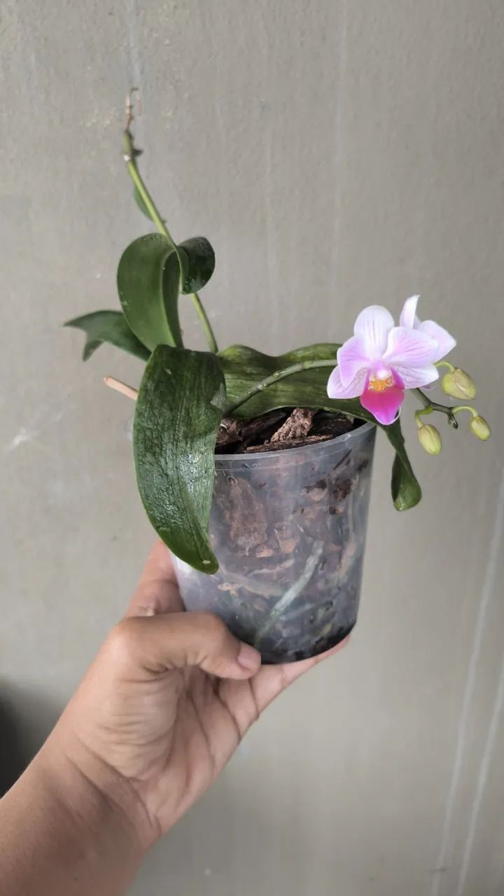 Orquídea pequena - Foto 2