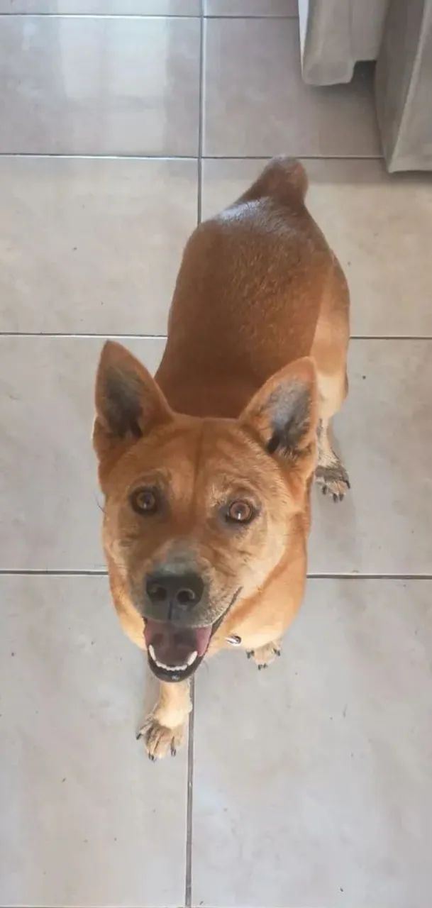 Doa-se Cachorrinha ! - Foto 2