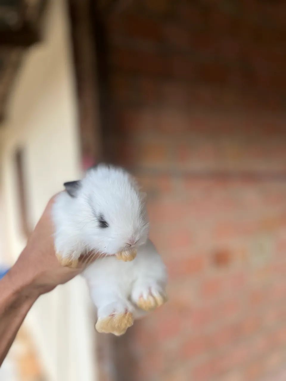 COELHOS - Foto 2
