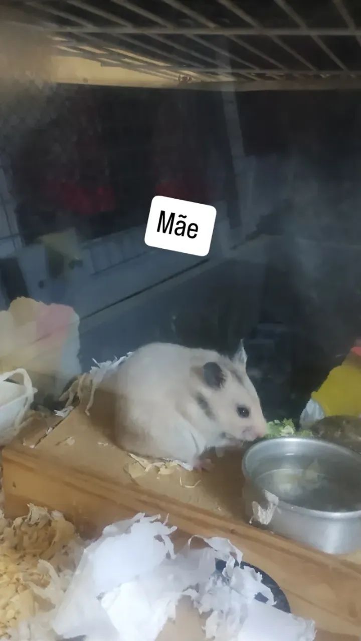 Filhotes de hamster sírio  - Foto 2